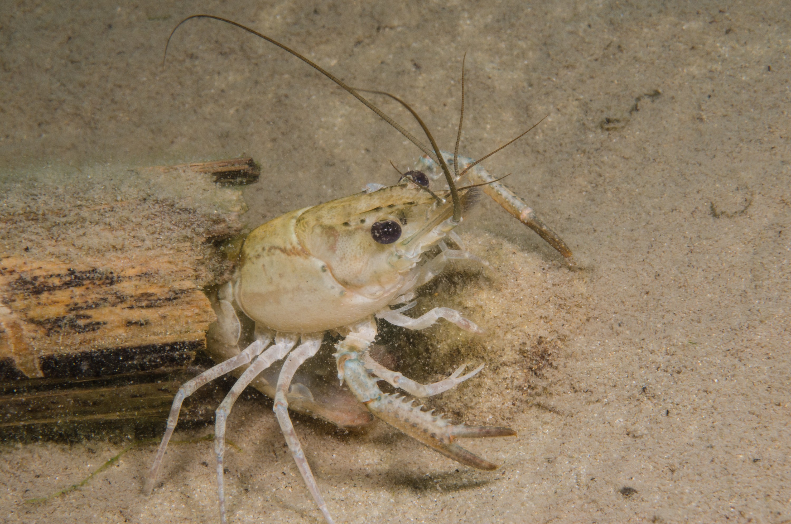 DSC_0891 – Koura, Northland NZ., Paranephrops planifrons, crispin, new, northland, nz, zealand, JAN17